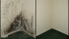 Ako sa rýchlo a efektívne zbaviť plesní a zápachu v byte: Jednoduché rady od odborníkov